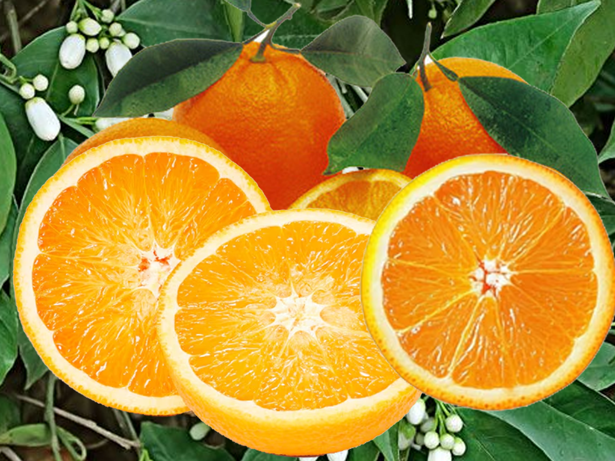 dried_orange